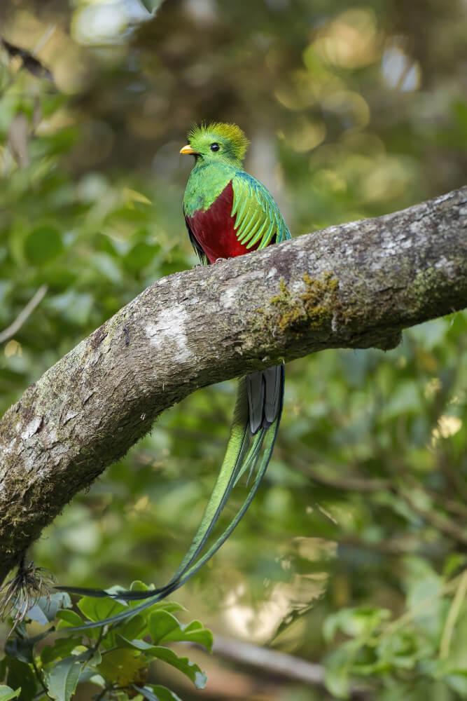 Quetzal: Quetzal Bird Guatemala