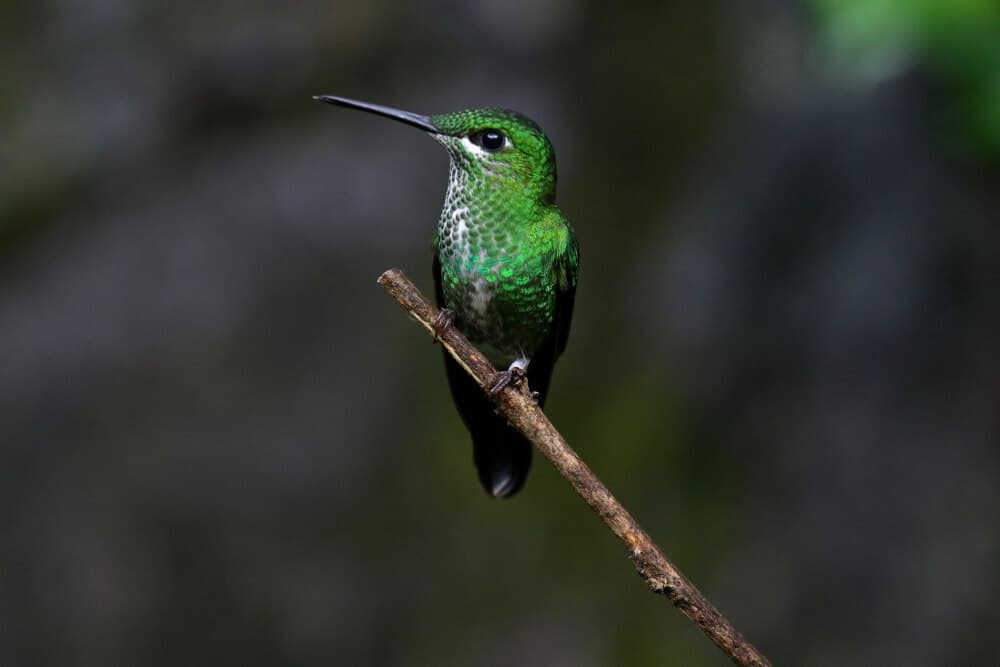 Colibrí: Observación de aves en Guatemala